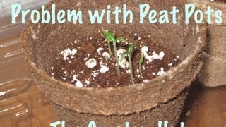 Mold Problem with Peat Pots  How to Transplant a Potted Plant [upl. by Anh]