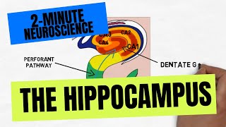 2Minute Neuroscience The Hippocampus [upl. by Ynaffad]