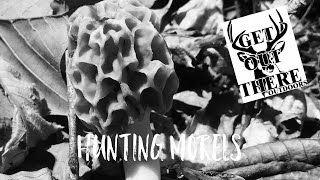 Training your eyes to see Morels [upl. by Adarbil]