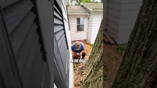 Cutting down a dangerous 200yearold tree treefelling logging arborist [upl. by Noyad]