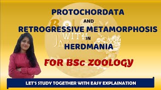 PROTOCHORDATES AND RETROGRESSIVE METAMORPHOSIS IN HERDMANIA BSC ZOOLOGY 1 YEAR BIOLOGYWITHJAGRITI [upl. by Ennairb]