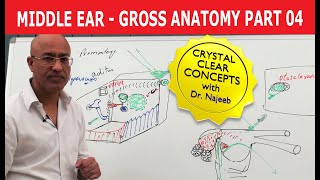 Middle Ear  Gross Anatomy  Part 49 [upl. by Magdalene]