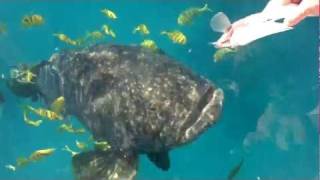 HANDFEEDING A HUGE 500Lb Queensland Grouper [upl. by Sarah796]