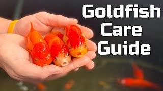 Beginner Goldfish Care Guide [upl. by Atoiyanap]