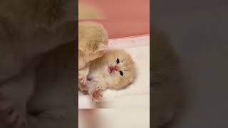 Oh my baby pet cat kitten [upl. by Phip]