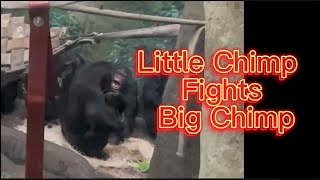 Little Chimp 🐒Play Fights🤺Big Chimp [upl. by Ybok433]