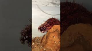 Induced Spawning in Brown Sea Cucumber Part 1  Wet laboratory [upl. by Pember]