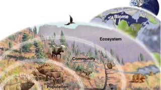 Levels of Organization in Ecology [upl. by Cadmar]