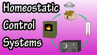 Homeostatic Control Systems  Homeostatic Control Mechanisms and Feedback Control Loops [upl. by Callery]