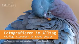 Fotografieren im Alltag  Häufige Tiertarten gekonnt in Szene setzen Tipps und Inspirationen [upl. by Robena]