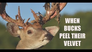 How When amp Why Bucks Peel Their Velvet  Deer amp Deer Hunting TV [upl. by Arakaj616]