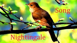 Nightingale SongLuscinia [upl. by Ehsom]