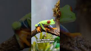 Discover the Red Eyed Tree Frog facts wildlife naturelovers [upl. by Sinnard]