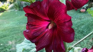 How To Grow Hollyhocks from Seed  Seed to Flowers [upl. by Estele297]