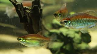 Congo tank update Congo Tetras and Leopard Bushfish [upl. by Siravaj]