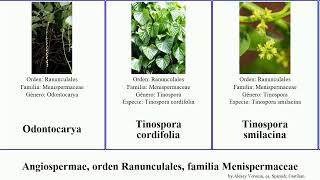 Angiospermae orden Ranunculales familia Menispermaceae tinospora angiosperms cordifolia crispa [upl. by Inalaek]