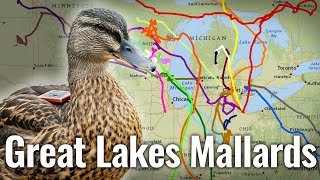 Mallard Movement in the Great Lakes What Duck Hunters Need To Know [upl. by Ardnoyek]