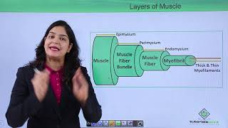 Class10th – Striated muscle  Locomotion and Movement Hindi  Tutorials Point [upl. by Nosiaj]