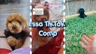 Essa TikTok comp [upl. by Yanttirb363]