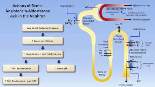 Sodium and Potassium Metabolism Renin Angiotensin Aldosterone and ADH [upl. by Stochmal]