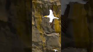 Gannet Bird shorts animals wildlife nature [upl. by Childers]