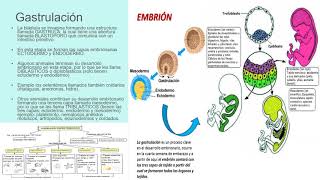 EMBRIOLOGIA ANIMAL para 3ro de secundaria [upl. by Geithner327]