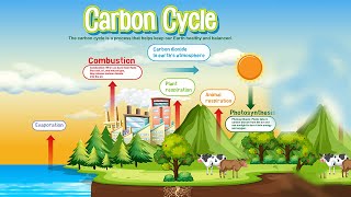 Carbon cycle Class 10 [upl. by Regni]