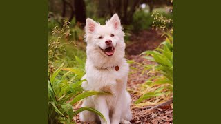 Excited Puppies Sound Effect [upl. by Relyuhcs]