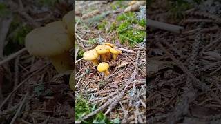 Chanterelle Mushroom Foraging Adventure 🍄 foraging chanterelle mushrooms nature shorts [upl. by Adnolrehs]