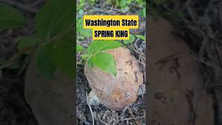 Washington State Spring 🍄 King shorts nature pnw [upl. by Leontine]