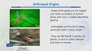 Arthropod Origins  Biodiversity amp EvolutionII  BT201Topic042 [upl. by Anirod990]