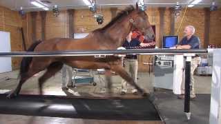 Horse on a treadmill Maryland Game  Virginia Tech [upl. by Dorn]