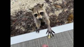 Feeding Raccoons on The Sandspur Island Part 1 [upl. by Uriel279]