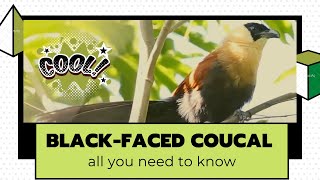 Blackfaced Coucal facts 🦜 endemic to the Philippines 🇵🇭 [upl. by Zipnick82]