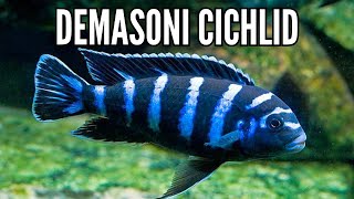 How to Keep the Most Aggressive African Cichlid the Demasoni Cichlid [upl. by Nosahc956]