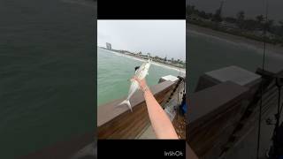 Using gotcha plugs at the pier fishing [upl. by Birdt459]