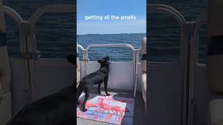 Truffles Adventure Schipperke Puppy Sniffs the Fresh Lake Air on a Pontoon Boat [upl. by Jeremie]