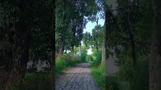 Bucolic way of village viralvideo nature village [upl. by Yoj638]