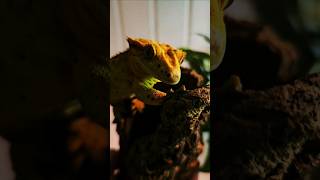 My crested gecko😊🦎😲 lizard animal crestedgeckos [upl. by Notsgnal281]