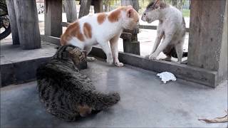 Cats Ridiculous Fight [upl. by Schroer]