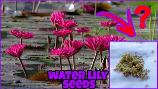 how to collect water lily seeds lily water lily seeds [upl. by Mode]