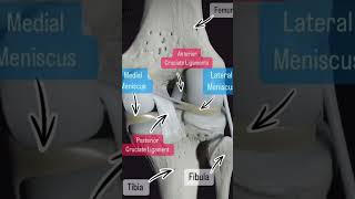 rodilla anatomía  tu lesión depende mucho de que parte se lesione No todos padecen igual [upl. by Analim]