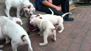 6 week old American Bulldog puppies [upl. by Vinay]