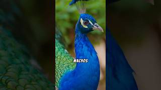 secretos ocultos del pavo real sabiasque curiosidades [upl. by Sikata709]