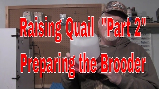 Hatching Quail from Incubator to brooderHow to hatch Quail quotPart 2quot [upl. by Stockton]