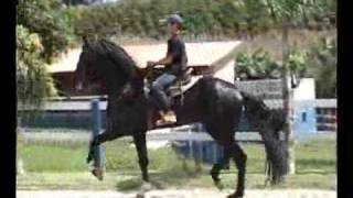 Cavalo Mangalarga Preto Ebano [upl. by Hesketh]