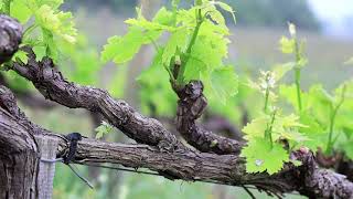 Roccapesta  Larte del Sangiovese in Maremma Toscana [upl. by Punke]