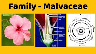 Family Malvaceae Economic Importance of Family Malvaceae [upl. by Banwell]