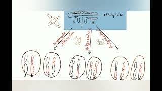 les anomalies chromosomiques de nombre et de structure cytogénétique [upl. by Ndnarb]