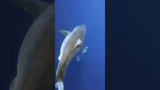 Biggest Great White Shark ever recorded 😱‼️ I am a professional shark diver shorts greatwhite [upl. by Eimrots]